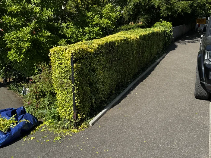 Driveway hedge cut back square